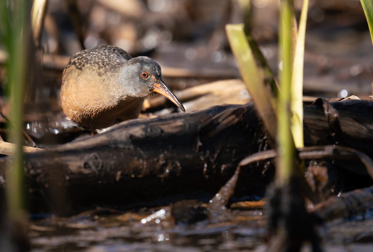 Virginia Rail - ML618124219