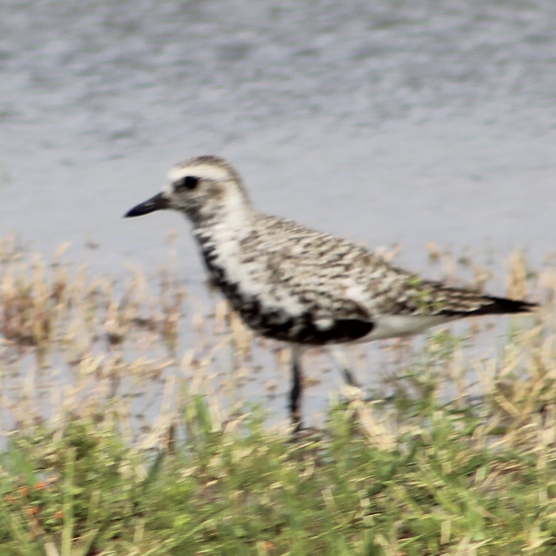 Black-bellied Plover - ML618124224