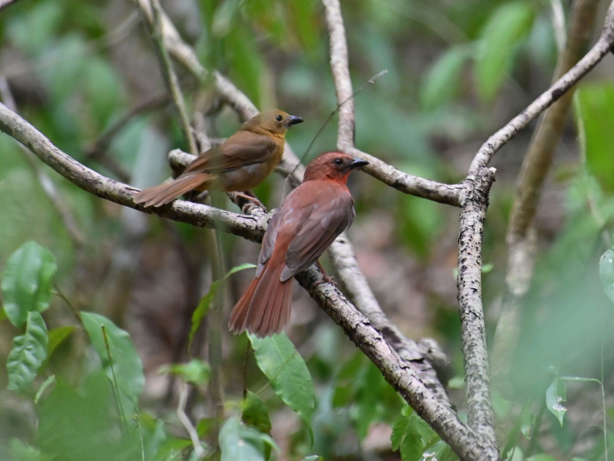 Red-throated Ant-Tanager - Oscar Amaro