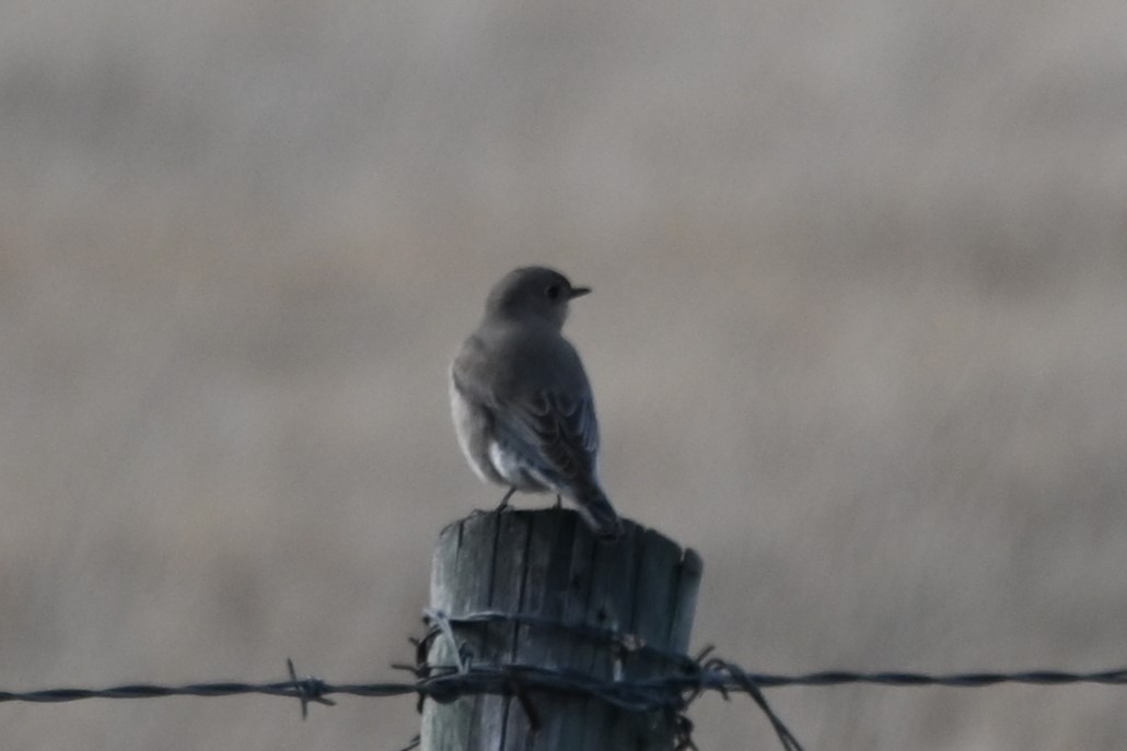 Mountain Bluebird - Syd Cannings