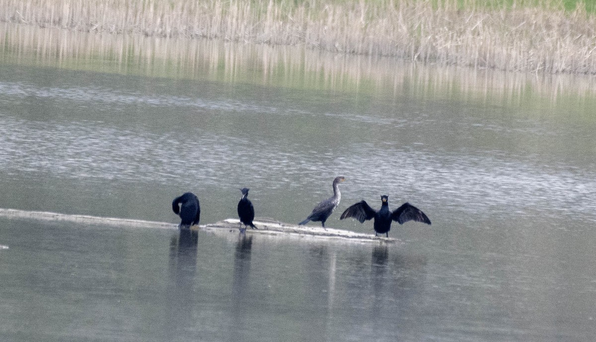 Double-crested Cormorant - ML618124277