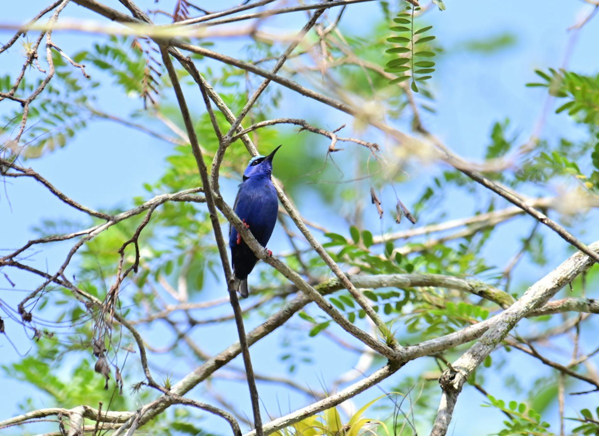 Red-legged Honeycreeper - Oscar Amaro