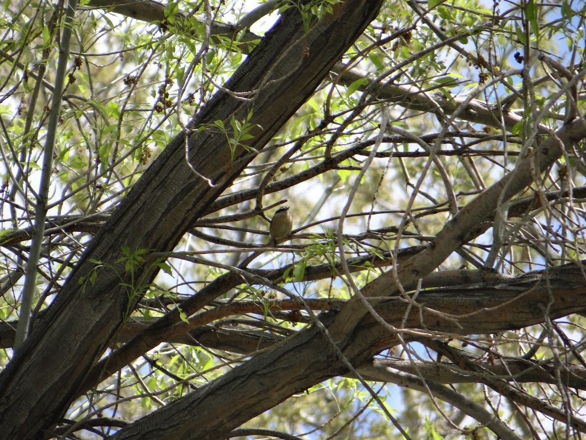 Red-breasted Nuthatch - Carl Lundblad