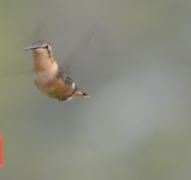 Colibrí Abejorro - ML618124284