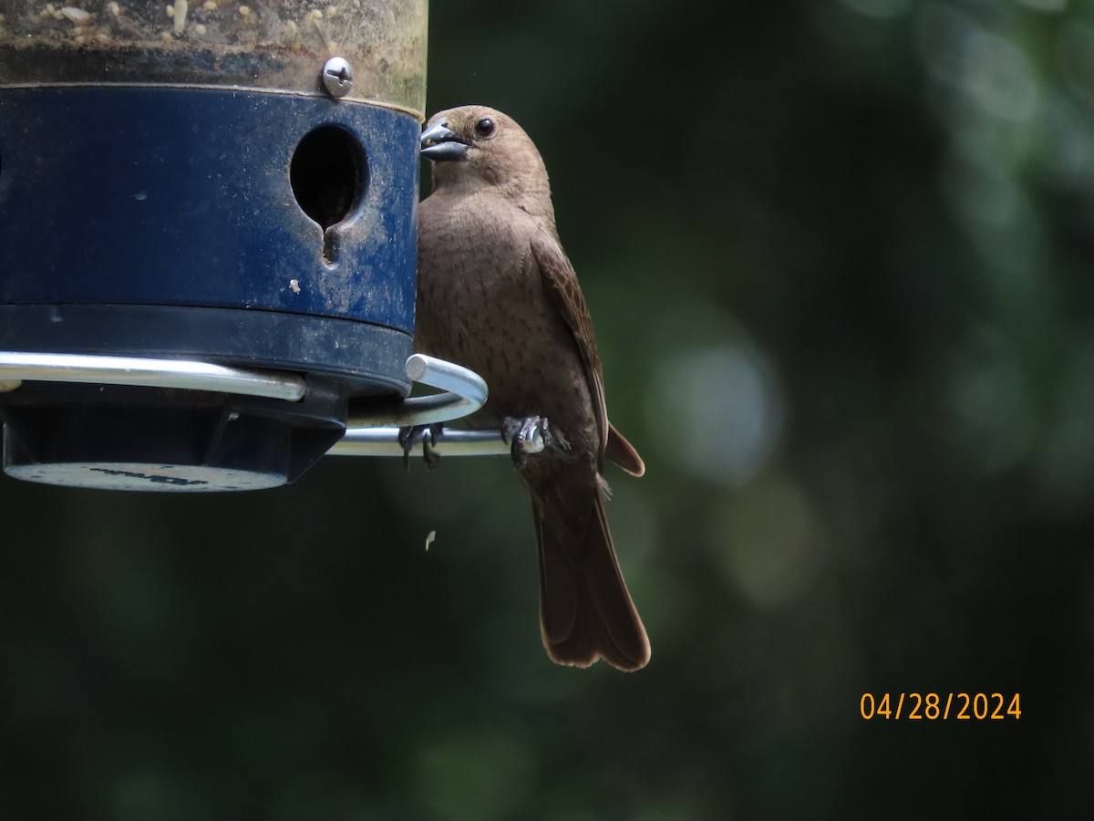 Brown-headed Cowbird - Susan Leake