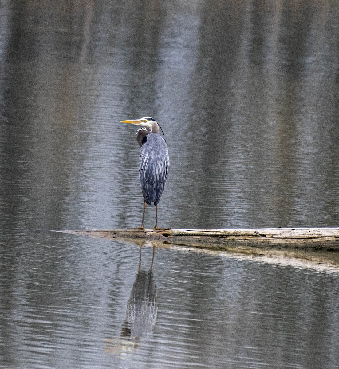 Great Blue Heron - Estela Quintero-Weldon