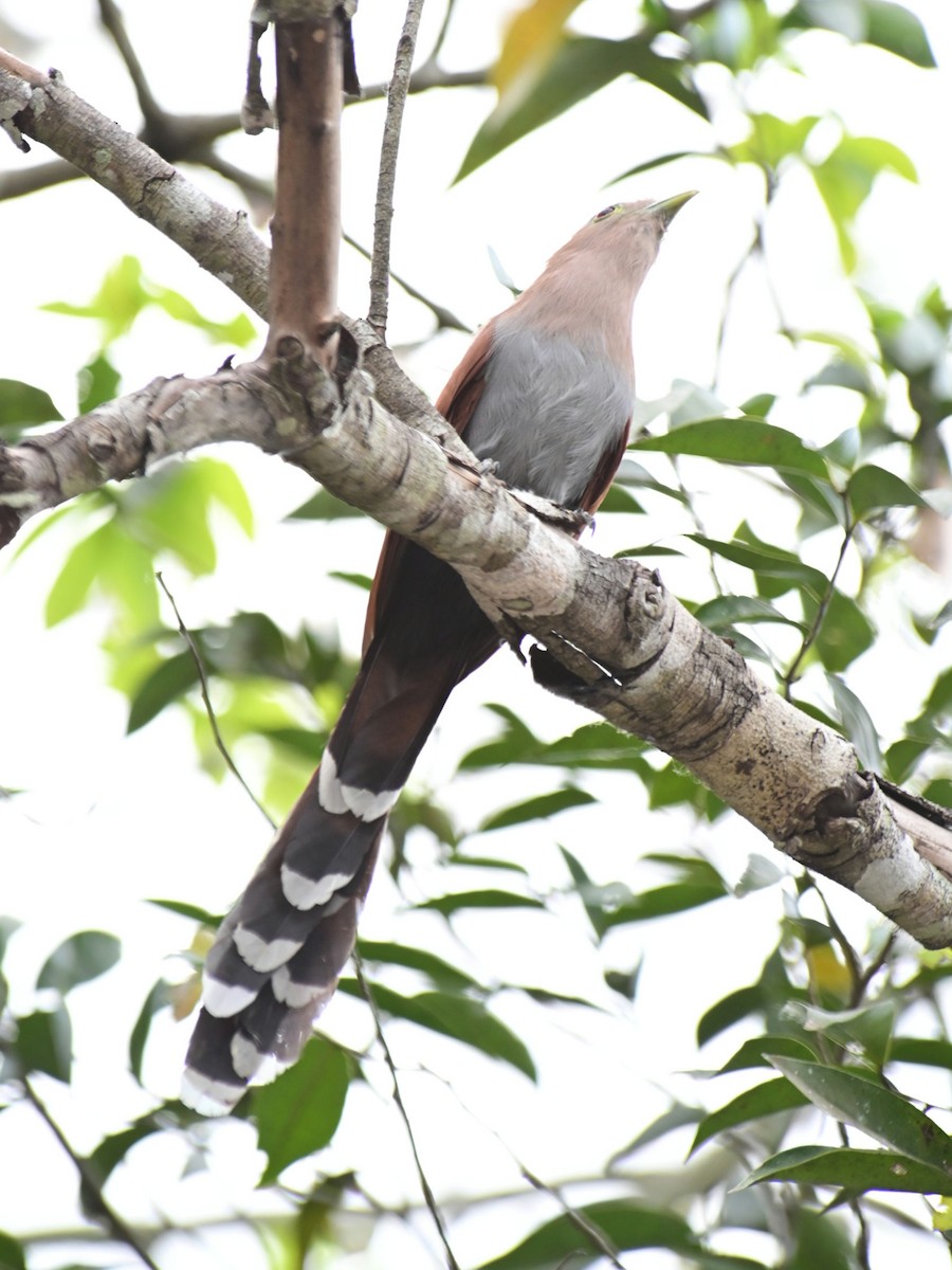 Squirrel Cuckoo - Oscar Amaro