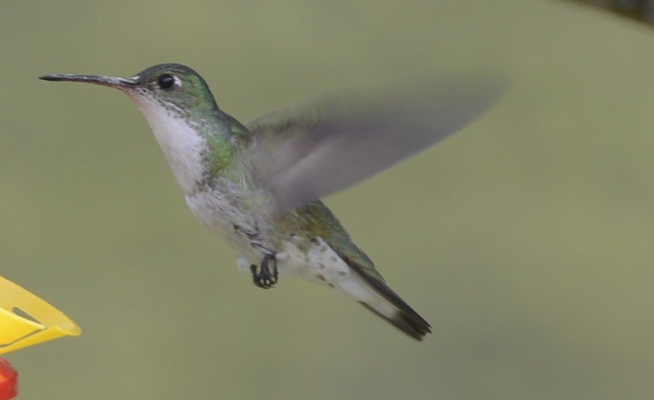 White-bellied Hummingbird - ML618124311