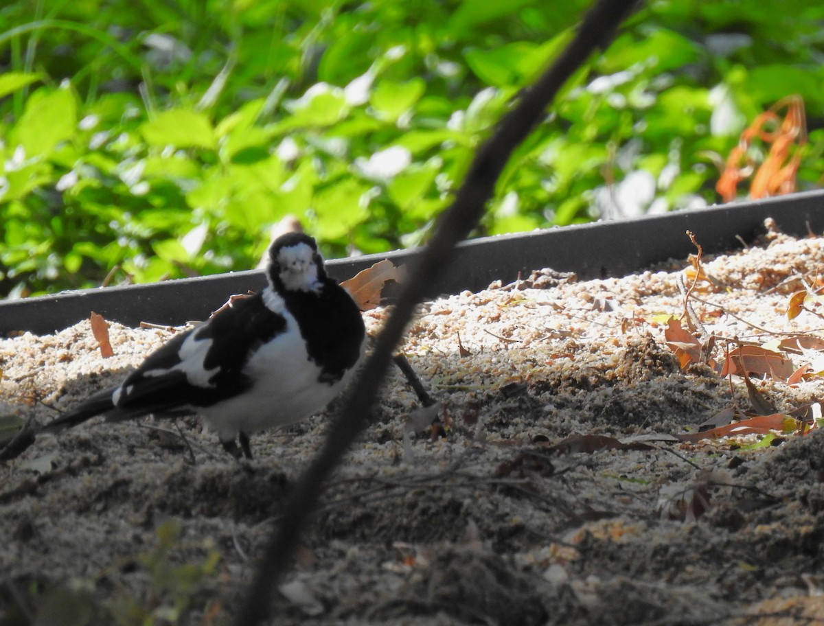 Magpie-lark - Monica Mesch