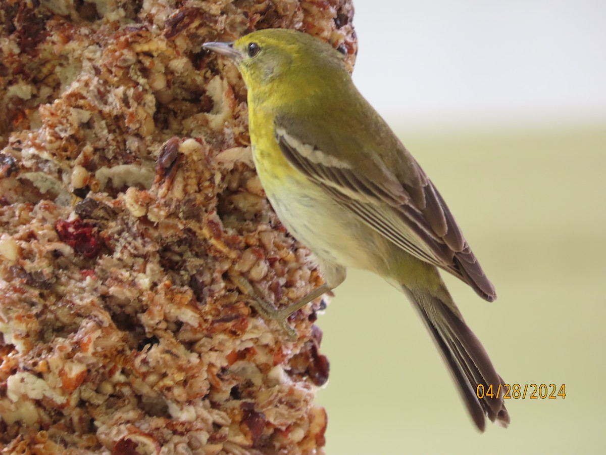 Pine Warbler - Susan Leake