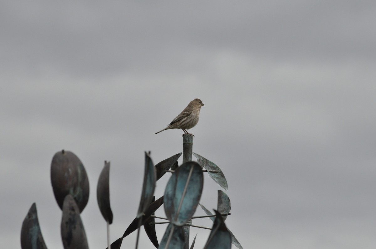 House Finch - Samuel Rodgers