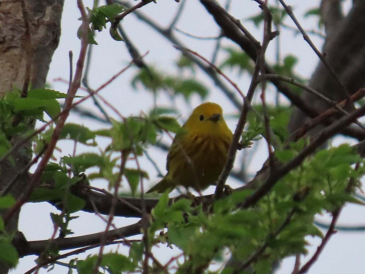 Yellow Warbler - Mike Nelson