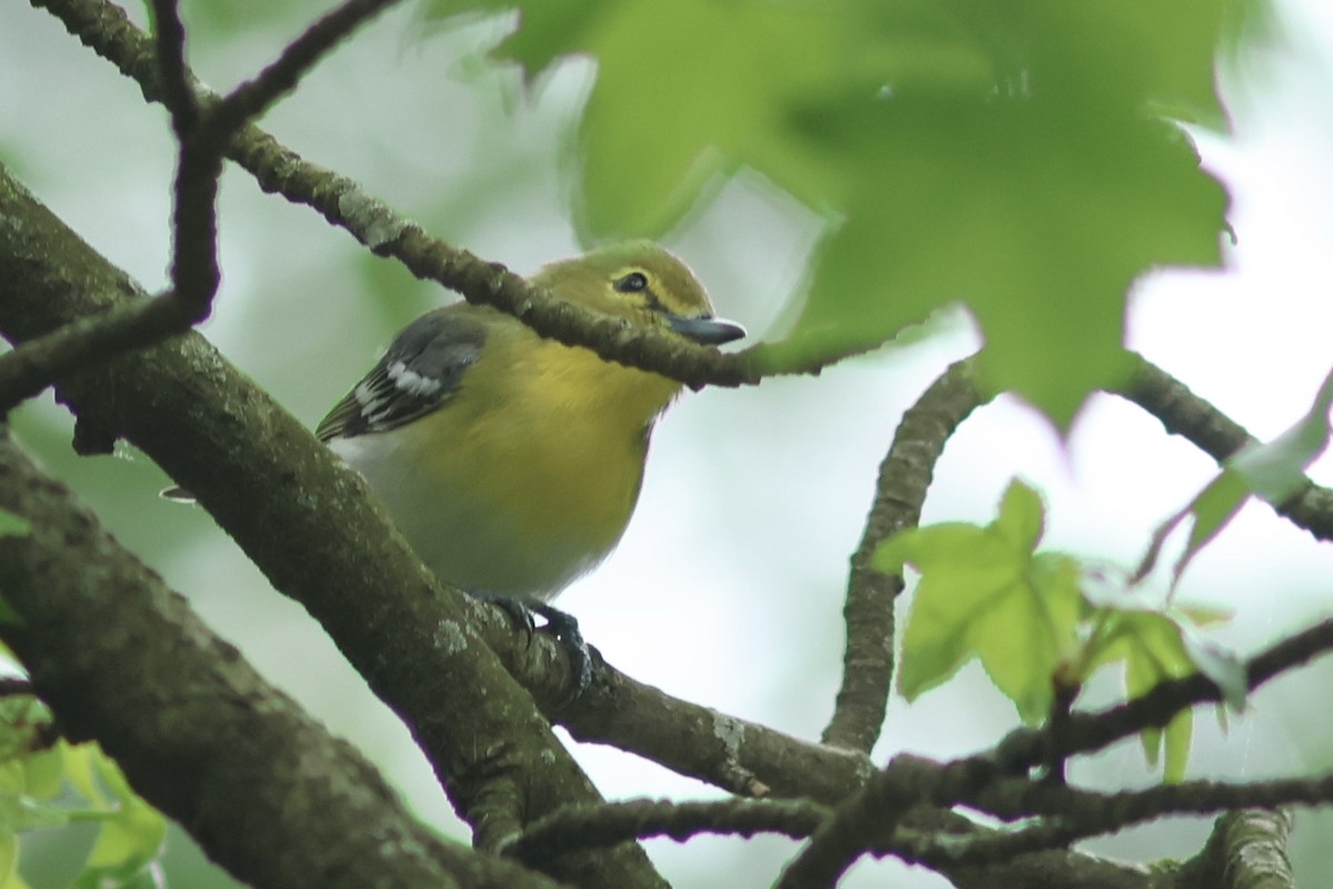 Yellow-throated Vireo - Vikas Madhav Nagarajan