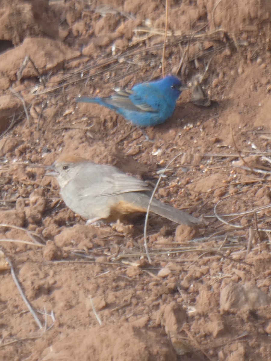 Canyon Towhee - Jake Turin