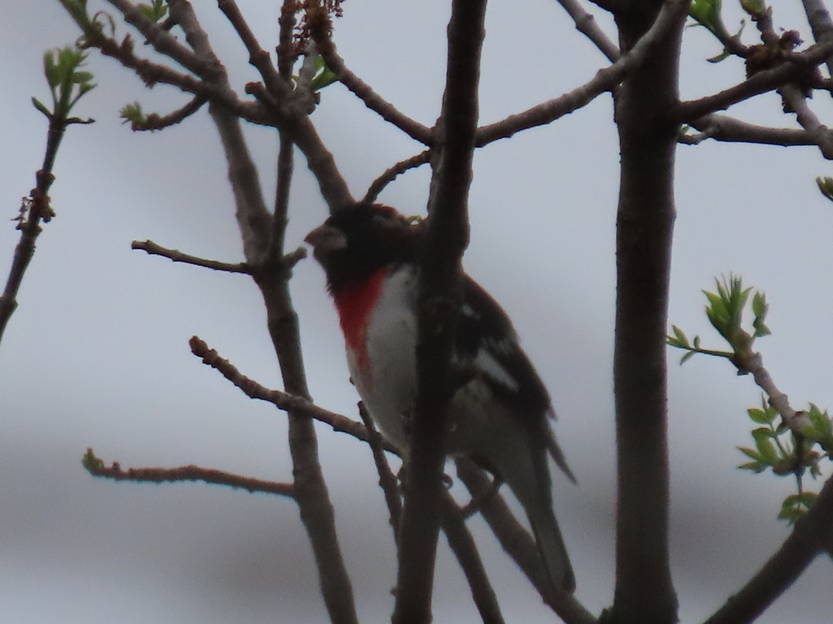 Rose-breasted Grosbeak - ML618124419