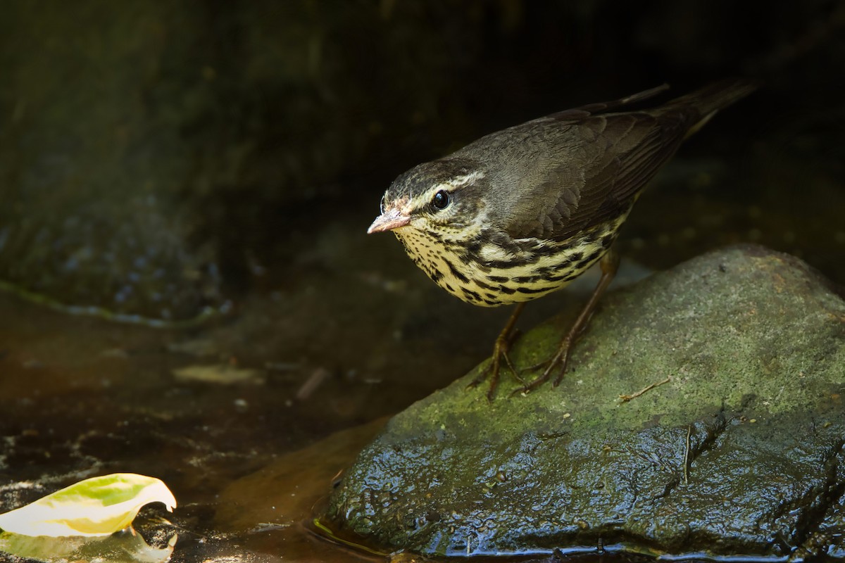 Northern Waterthrush - ML618124434