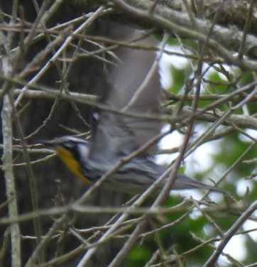 Yellow-throated Warbler (dominica/stoddardi) - Rhonda Latino