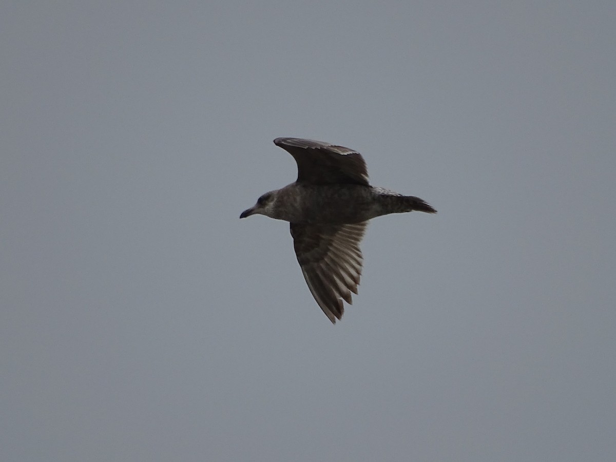 Gaviota Argéntea - ML618124446