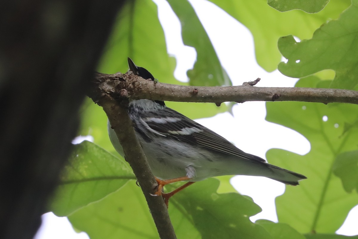 Blackpoll Warbler - ML618124464