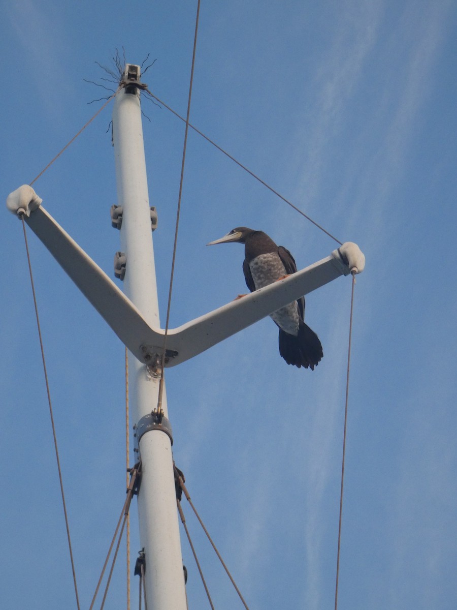 Brown Booby - Jake Turin