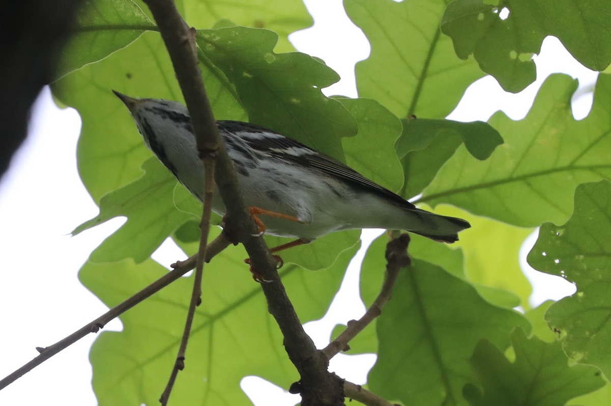 Blackpoll Warbler - ML618124485