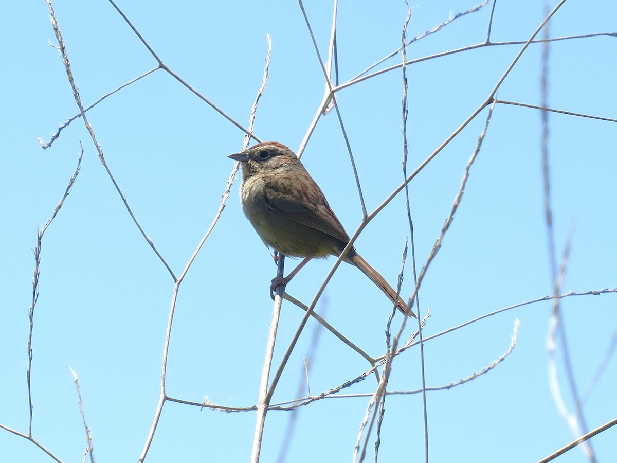 Rufous-crowned Sparrow - ML618124488