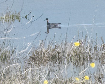 Phalarope à bec étroit - ML618124494