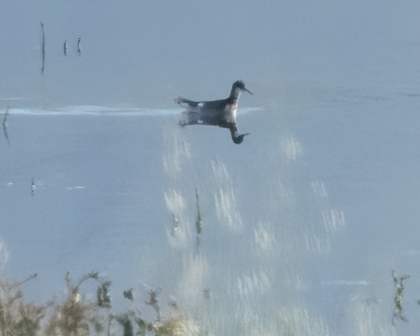 Phalarope à bec étroit - ML618124495