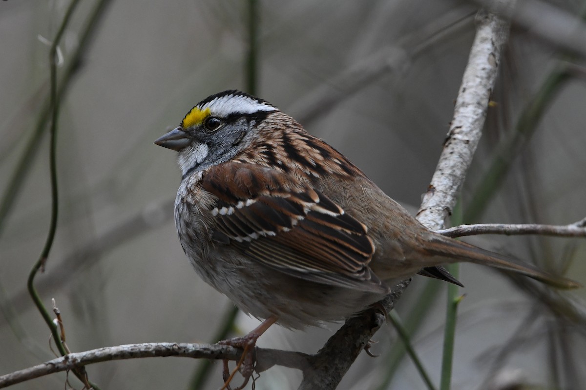 White-throated Sparrow - Dan O'Brien