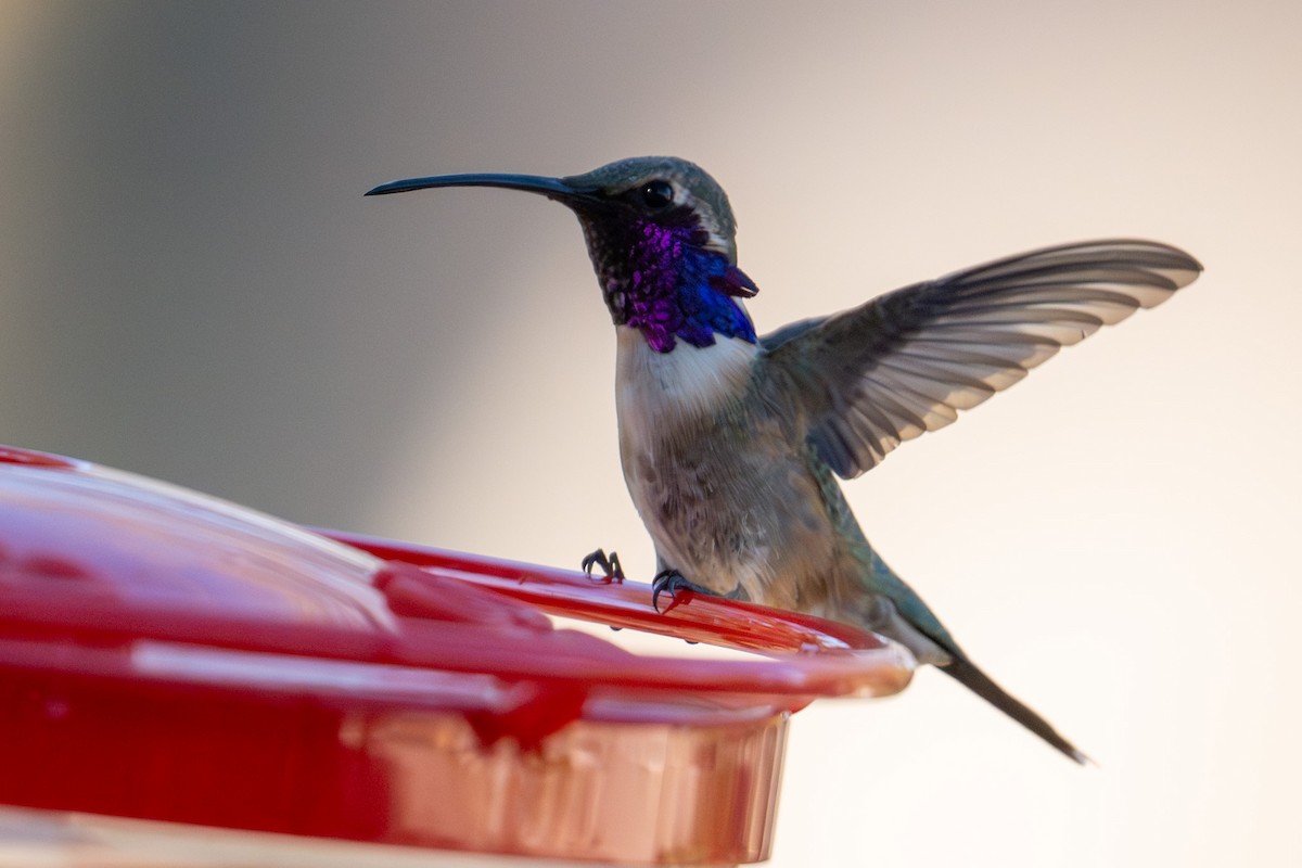 Lucifer Hummingbird - Tanya Smythe