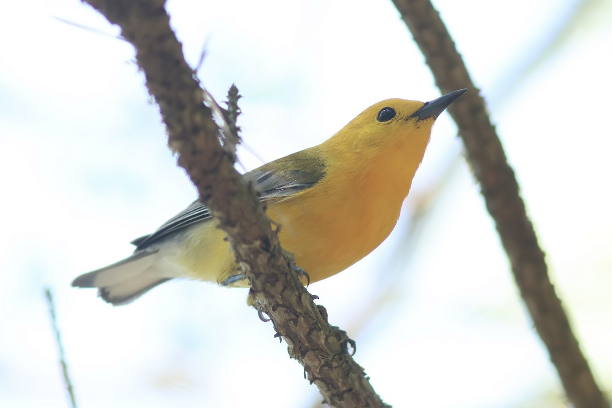 Prothonotary Warbler - Vikas Madhav Nagarajan