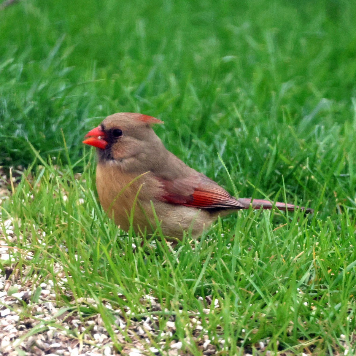 Northern Cardinal - Michael Murray