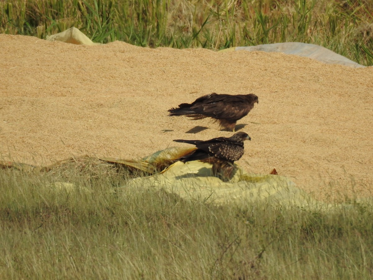 Black Kite - ML618124550