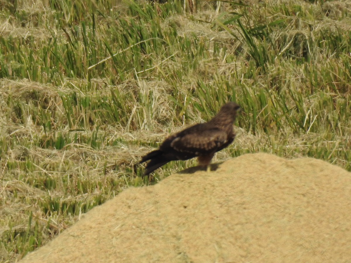 Black Kite - Ramu Alluri