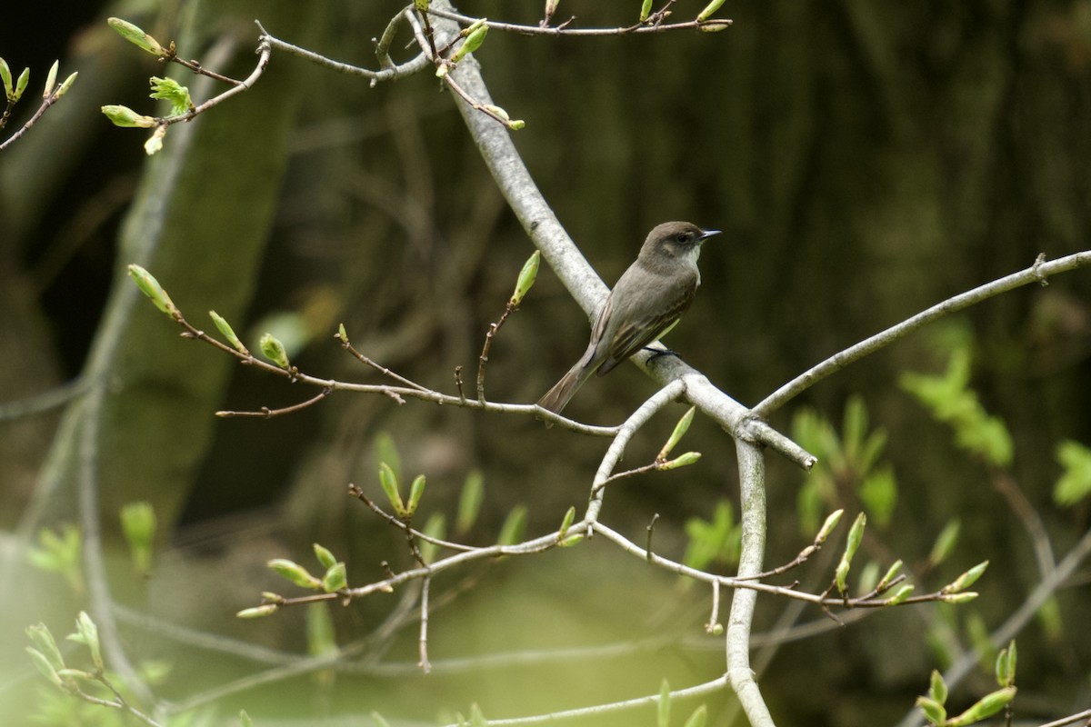 Eastern Phoebe - ML618124556