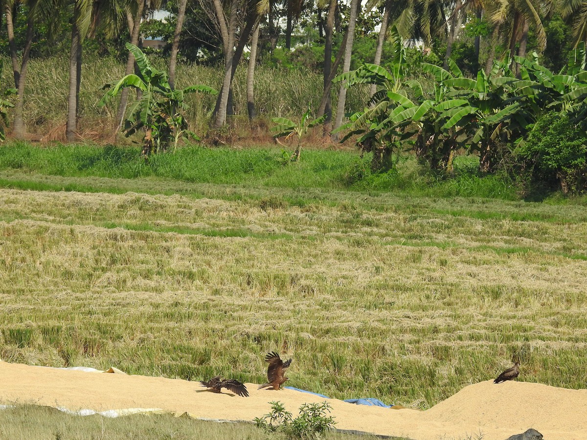 Black Kite - ML618124557