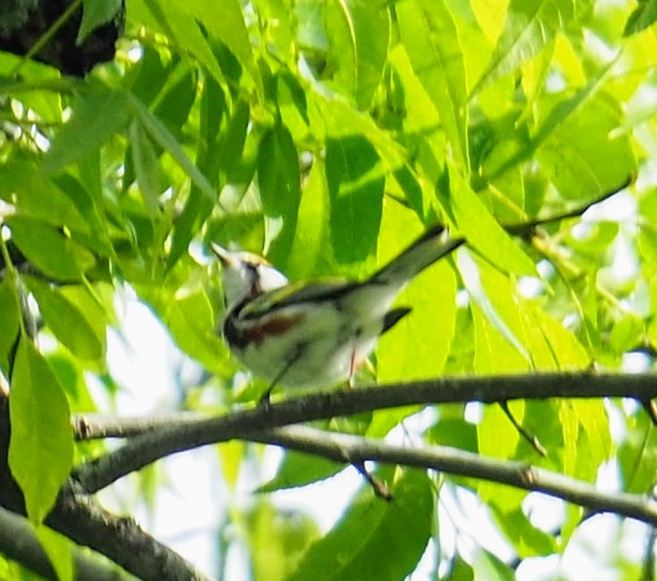 Chestnut-sided Warbler - Rel Lipscomb