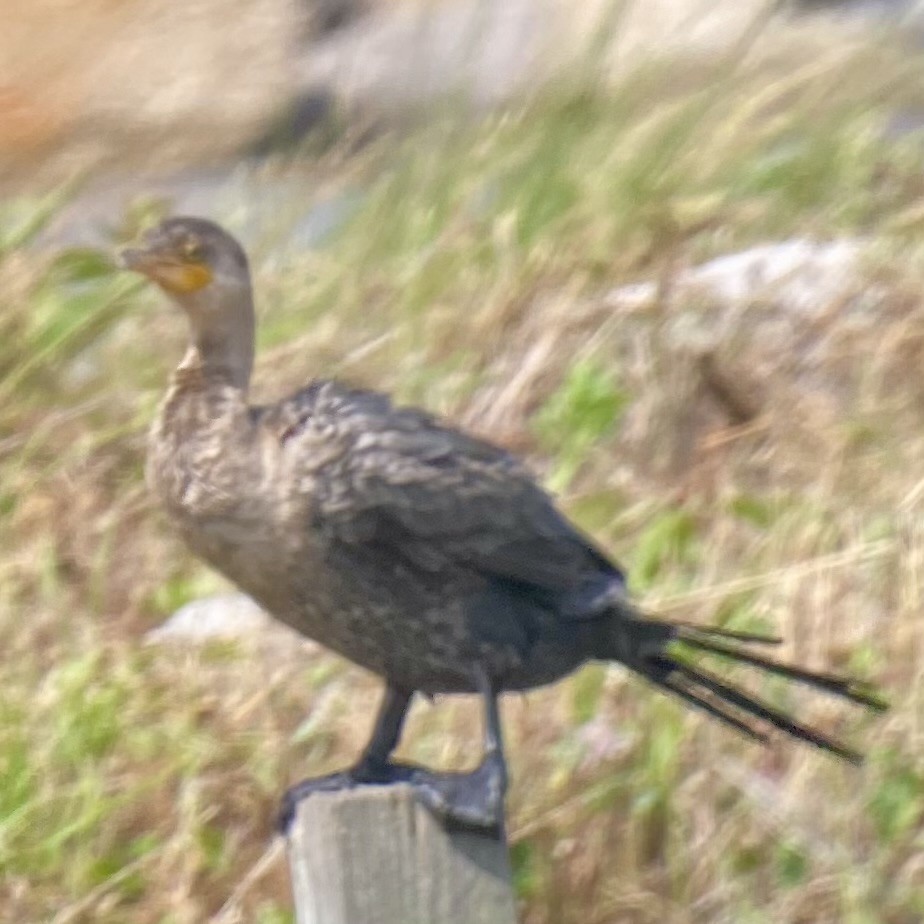 Double-crested Cormorant - Roger Kinnison