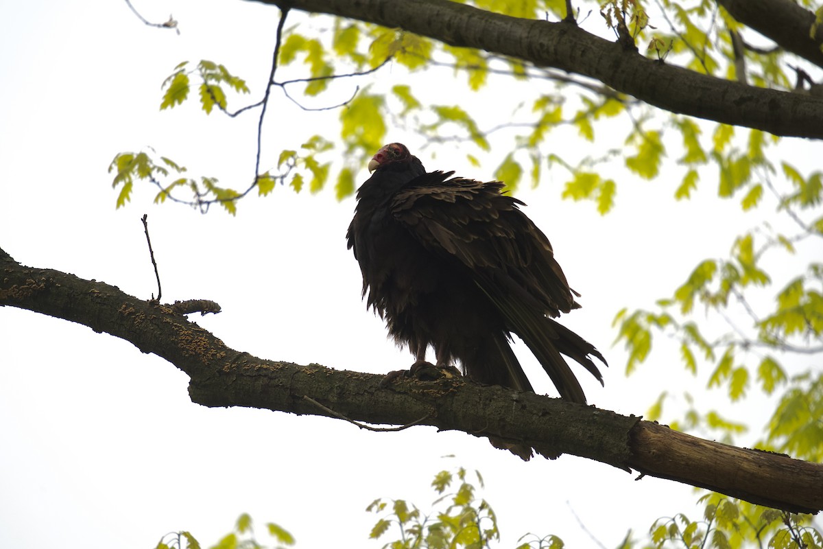 Turkey Vulture - ML618124570