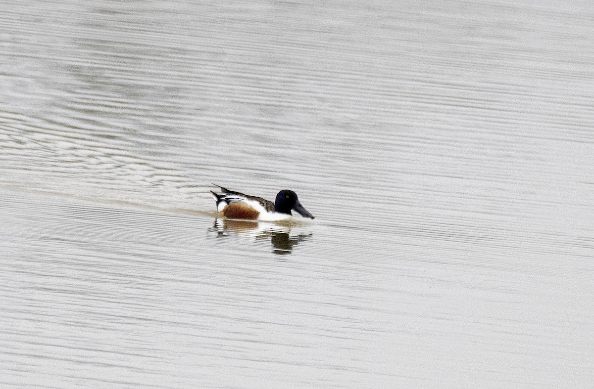 Northern Shoveler - Estela Quintero-Weldon