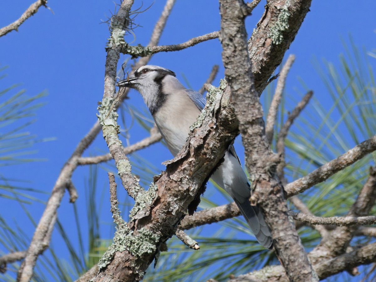 Blue Jay - Brett Bickel