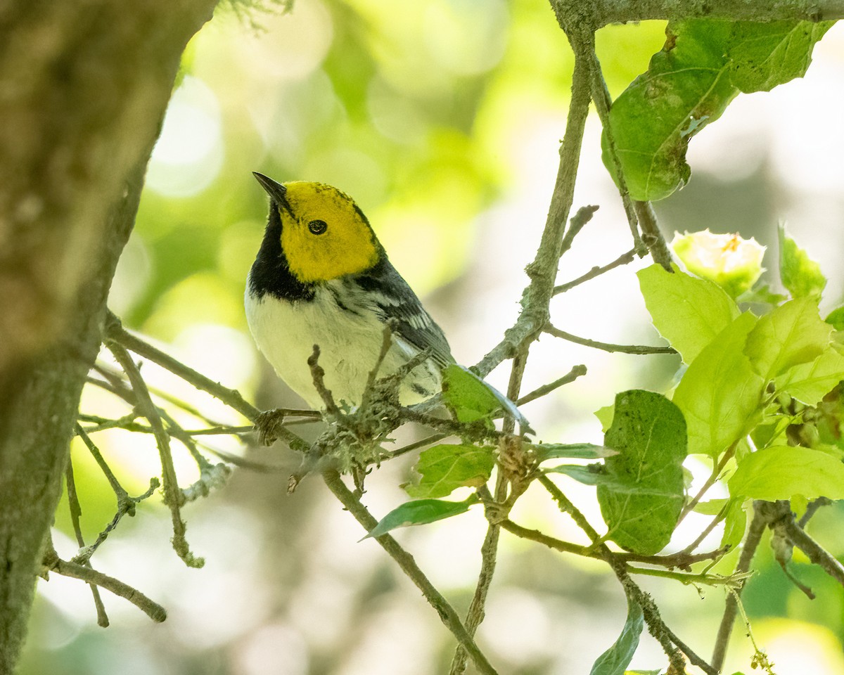 Hermit Warbler - Sue Cook