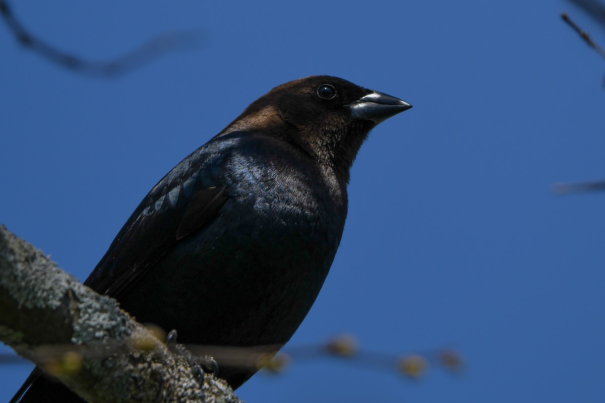 Brown-headed Cowbird - Dan O'Brien