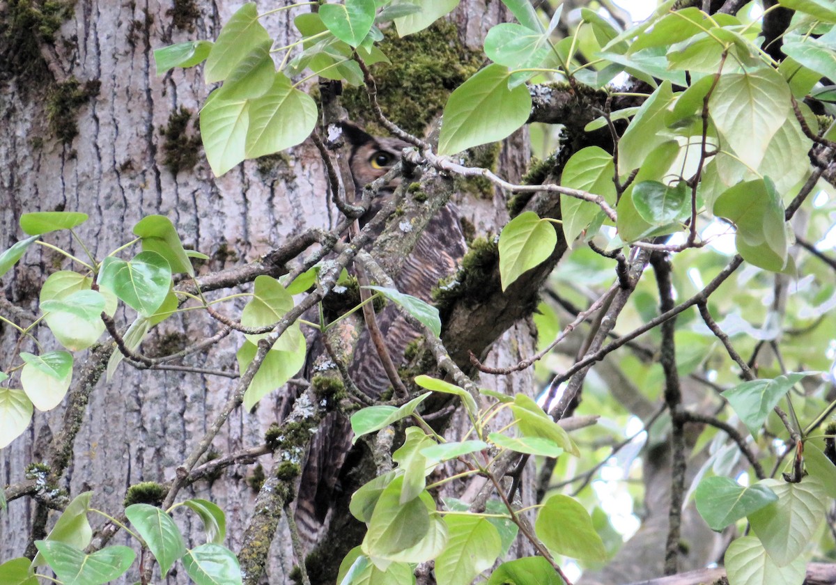 Great Horned Owl - David Poortinga