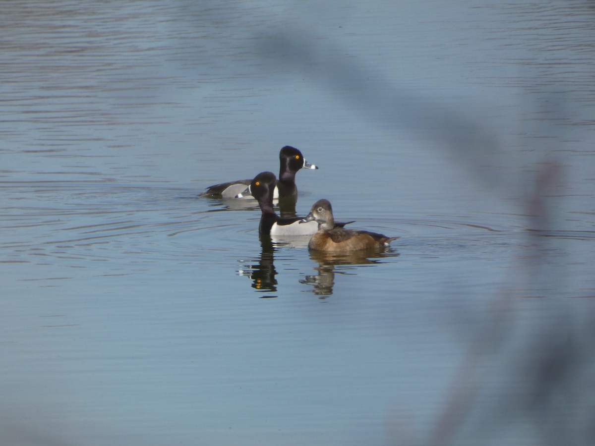 Ring-necked Duck - PJ M