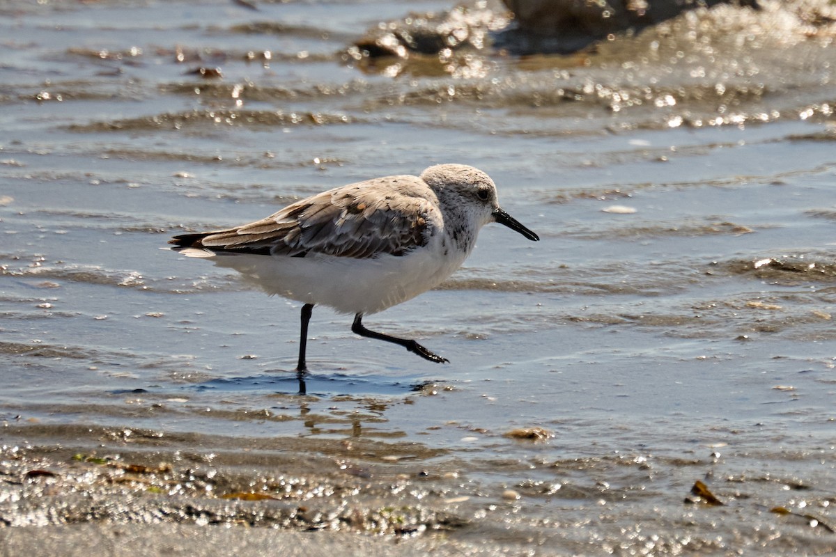 Sanderling - Ed Yong