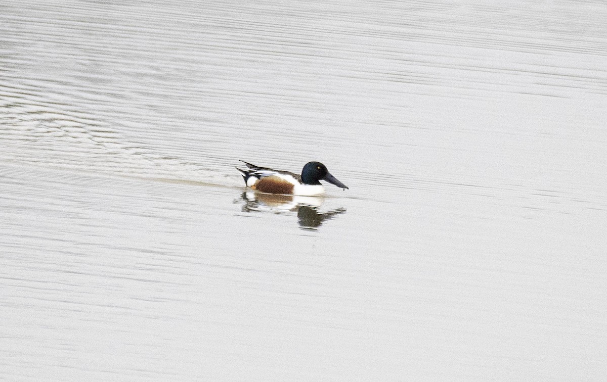 Northern Shoveler - Estela Quintero-Weldon