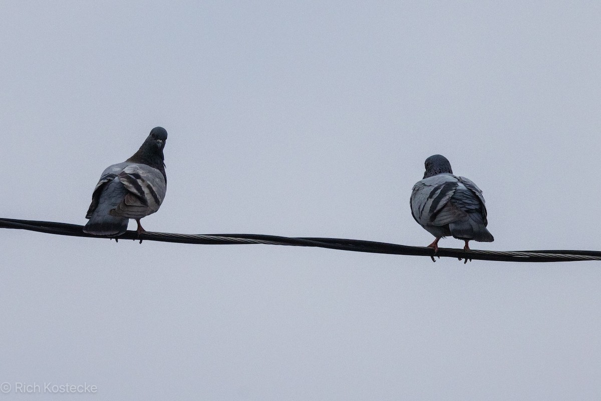 Rock Pigeon (Feral Pigeon) - ML618124732