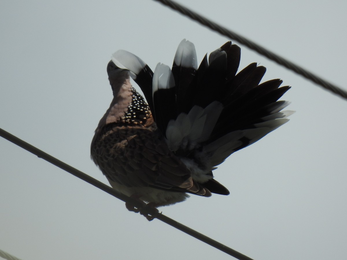 Spotted Dove - Monica Mesch