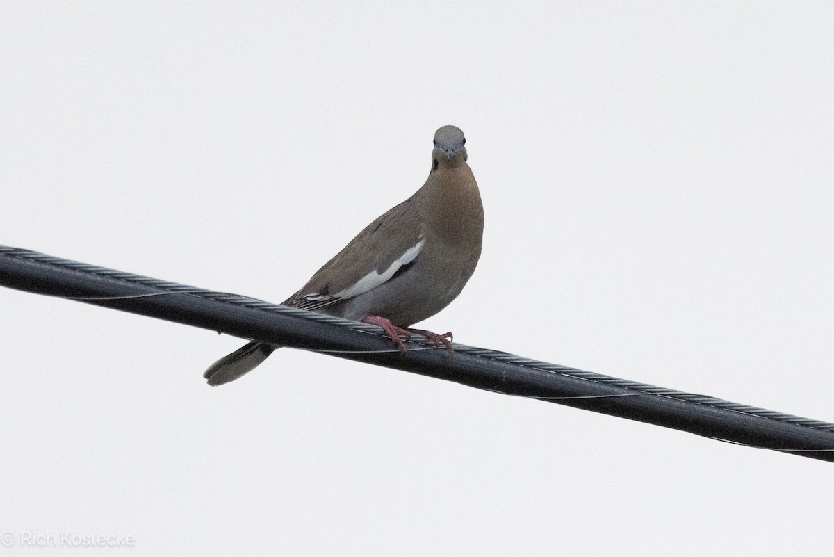 White-winged Dove - ML618124737